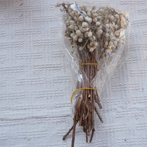 Ginkgo biloba,dried flower