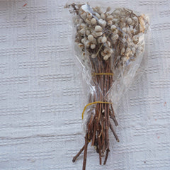 Ginkgo biloba,dried flower