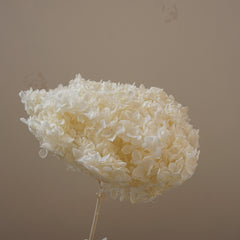 Preserved flower handrangea