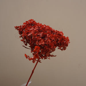 Preserved flower handrangea