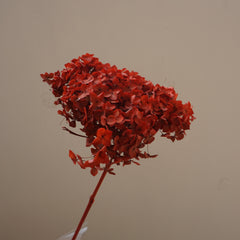 Preserved flower handrangea