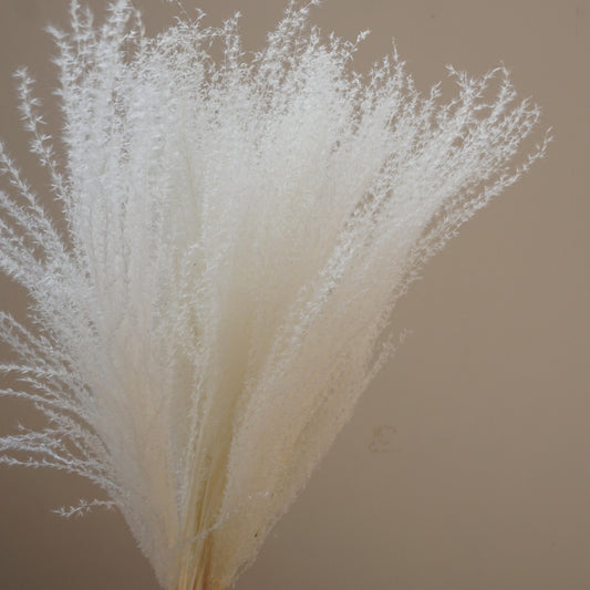Small pampas grass ,home decor