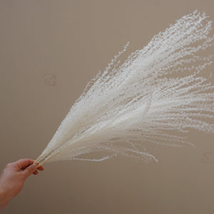 Small pampas grass ,home decor