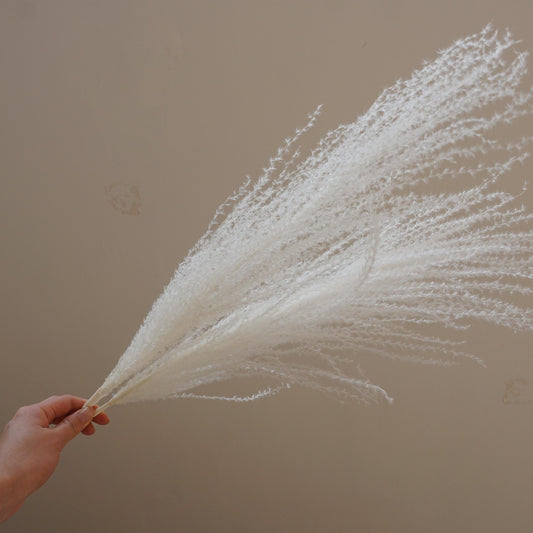 Small pampas grass ,home decor