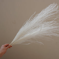 Small pampas grass ,home decor