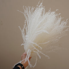 Small pampas grass ,home decor