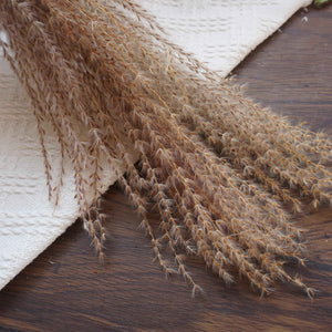 Small pampas grass ,home decor