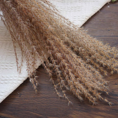 Small pampas grass ,home decor