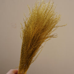 Small pampas grass ,home decor