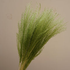 Small pampas grass ,home decor