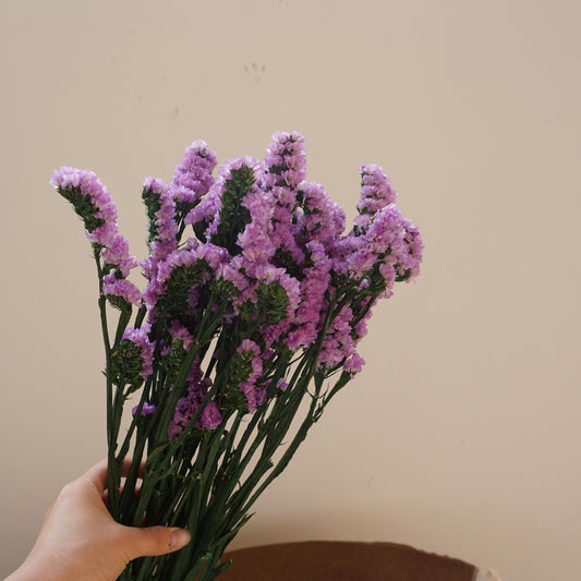 Forget me not,dried flower