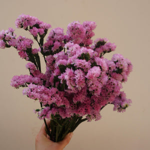 Forget me not,dried flower