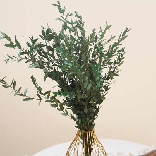 Green color eucalyptus