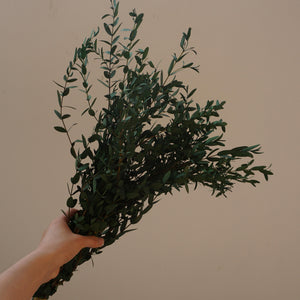Green color eucalyptus