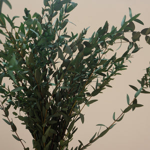 Green color eucalyptus