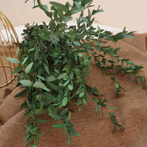Green color eucalyptus