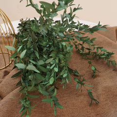 Green color eucalyptus