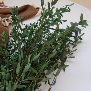 Green color eucalyptus