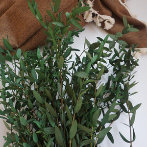 Green color eucalyptus