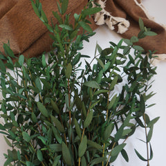 Green color eucalyptus
