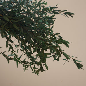 Green color eucalyptus