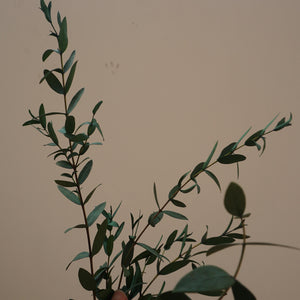 Green color eucalyptus