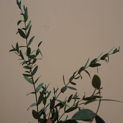 Green color eucalyptus