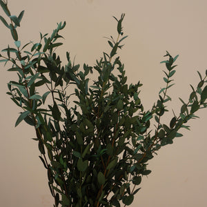 Green color eucalyptus