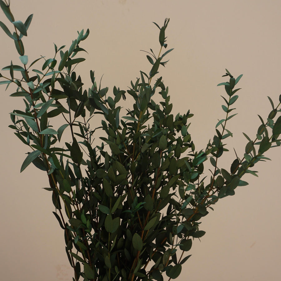 Green color eucalyptus