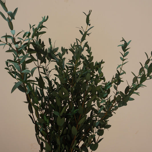 Green color eucalyptus