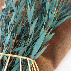 Blue color eucalyptus