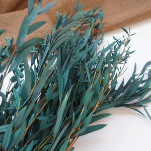 Blue color eucalyptus