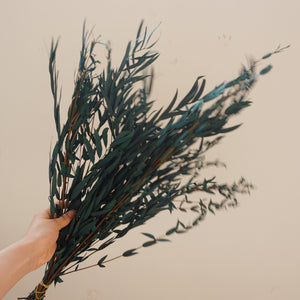 Blue color eucalyptus