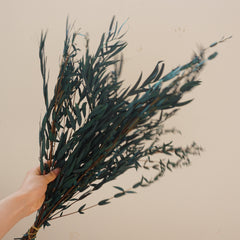 Blue color eucalyptus