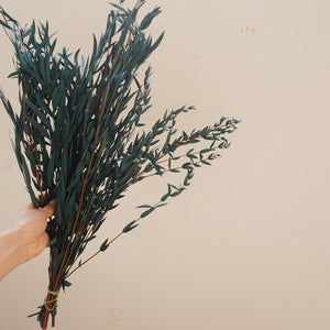 Blue color eucalyptus