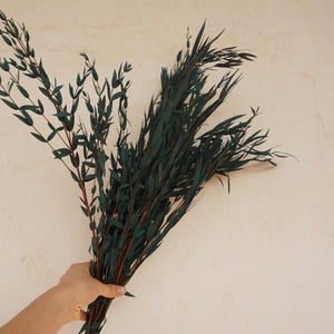 Blue color eucalyptus