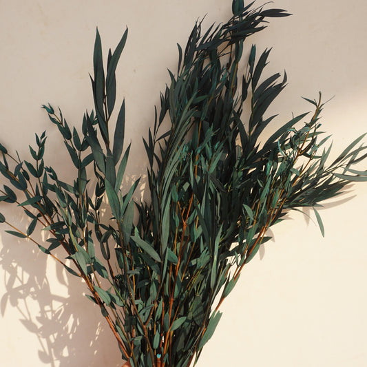 Blue color eucalyptus