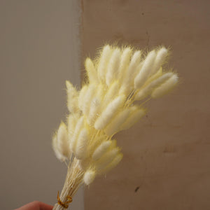 Dried flower bunny tails grass yellow color