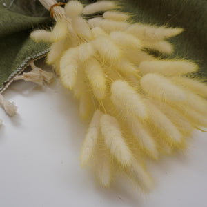 Dried flower bunny tails grass yellow color