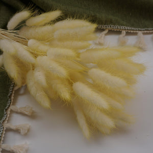 Dried flower bunny tails grass yellow color