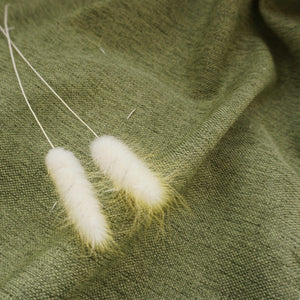 Dried flower bunny tails grass yellow color