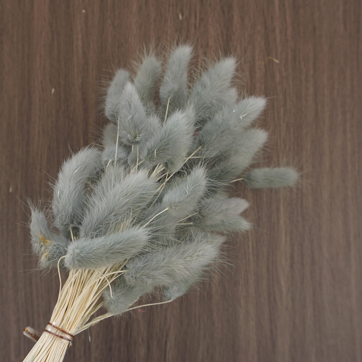 dried flower materials bunny tails grass