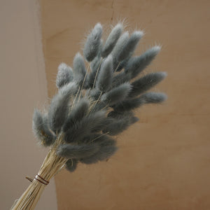 dried flower materials bunny tails grass