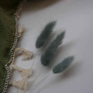 dried flower materials bunny tails grass