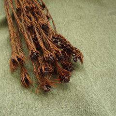 Orange color preserved flower materials