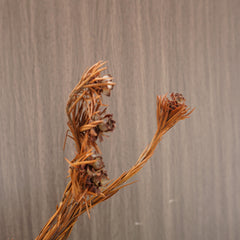 Orange color preserved flower materials