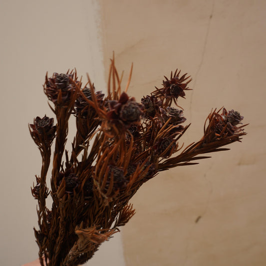 Orange color preserved flower materials