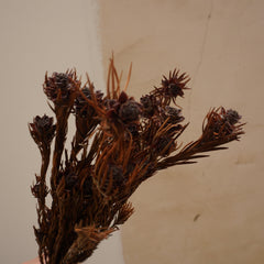 Orange color preserved flower materials