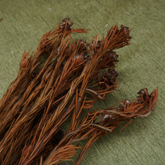 Orange color preserved flower materials