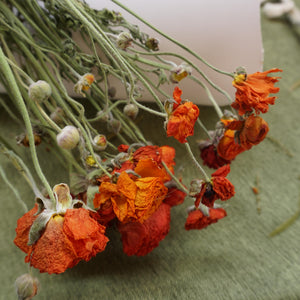 Dried flower orange flower ,home decor materials,
